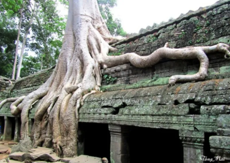 Đền Ta Prohm bị cây rừng bao phủ. (Tống Mai)