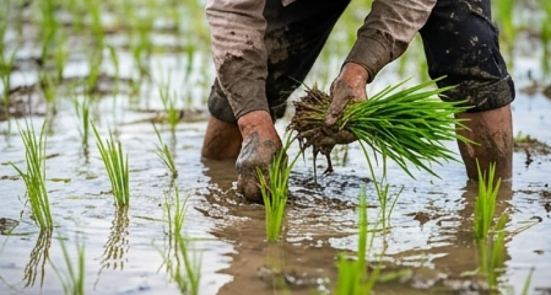 Mơ thấy lúa gạo: Giải mã điềm báo, số tài lộc & cách hóa giải 3 Hành động lội bùn đi cấy lúa mang ý nghĩa gieo mầm và xây dựng nền móng vững chắc