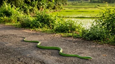 Hình ảnh rắn xanh bò ngang đường nhựa giúp giải đáp đi đường gặp rắn xanh là điềm gì và cách xử lý
