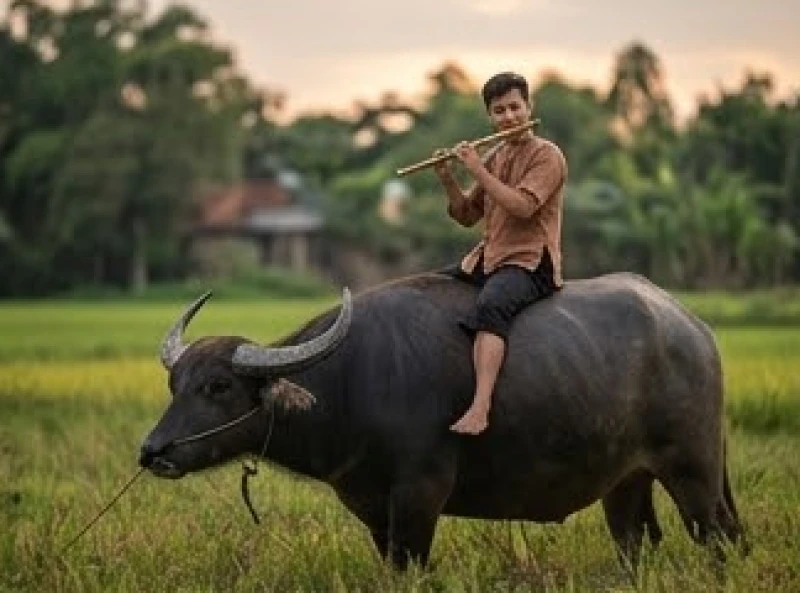 Mơ thấy trâu: Giải mã điềm báo và cơ sở con số Can Chi 7 Một người ung dung ngồi thổi sáo trên lưng trâu đi về làng mạc yên ả giải mã điềm báo khi nằm mơ thấy trâu