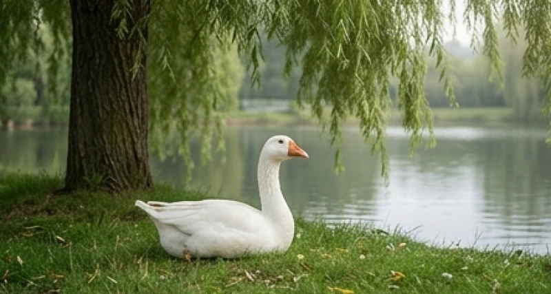 Mơ thấy ngỗng: Giải mã điềm báo, con số và cách hóa giải 1 Nằm mơ thấy ngỗng mang đến nhiều điềm báo thú vị liên quan đến tài lộc, sự cảnh giác và phương hướng công việc