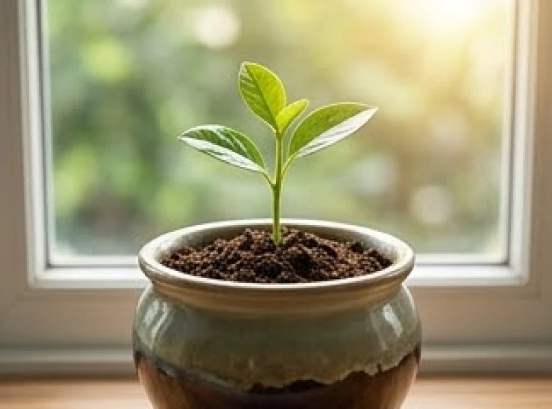 Hình ảnh mầm cây đâm chồi nảy lộc tượng trưng cho sự sinh sôi và những dự án thành công sau khi mộng thấy vợ mang thai