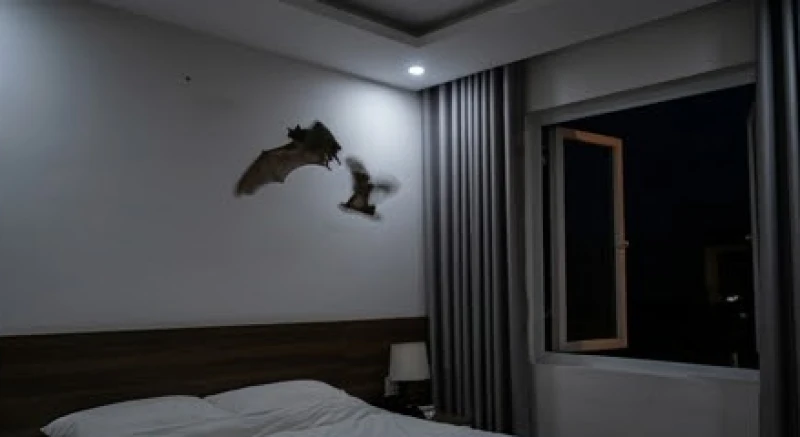 Dơi bay vào nhà ngủ lại là điềm gì: Ý nghĩa và cách lùa an toàn 5 Dơi bay vòng quanh trần phòng ngủ ban đêm do bị mất phương hướng khi sóng siêu âm phản xạ liên tục