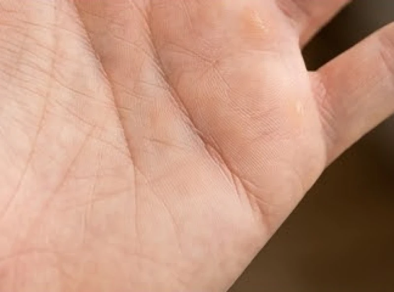 Phần đuôi của đường học vấn rẽ đôi thành hai nhánh tạo thành hình dạng giống chiếc đuôi cá