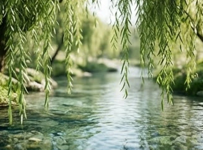 Cành dương liễu mềm mại rủ xuống dòng suối trong vắt mang lại cảm giác bình yên và hòa hợp