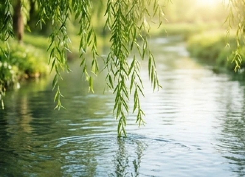 Cành liễu rủ mềm mại được nuôi dưỡng bởi dòng nước trong vắt đại diện cho Dương Liễu Mộc