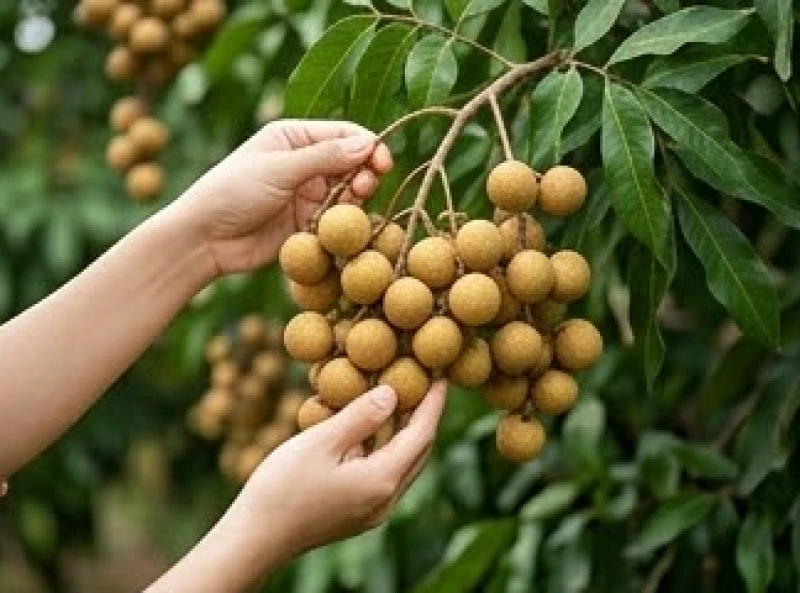 Bàn tay đang nhẹ nhàng nâng niu và hái trái cây chín ngọt giữa không gian vườn tược xanh mát