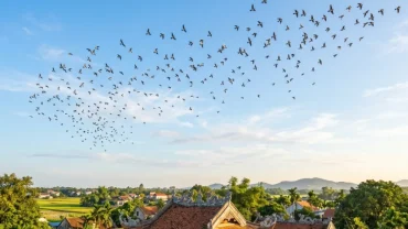 Hình ảnh minh họa cách giải mã giấc mơ thấy chim bay lượn trên bầu trời xanh mang ý nghĩa tâm linh và điềm báo