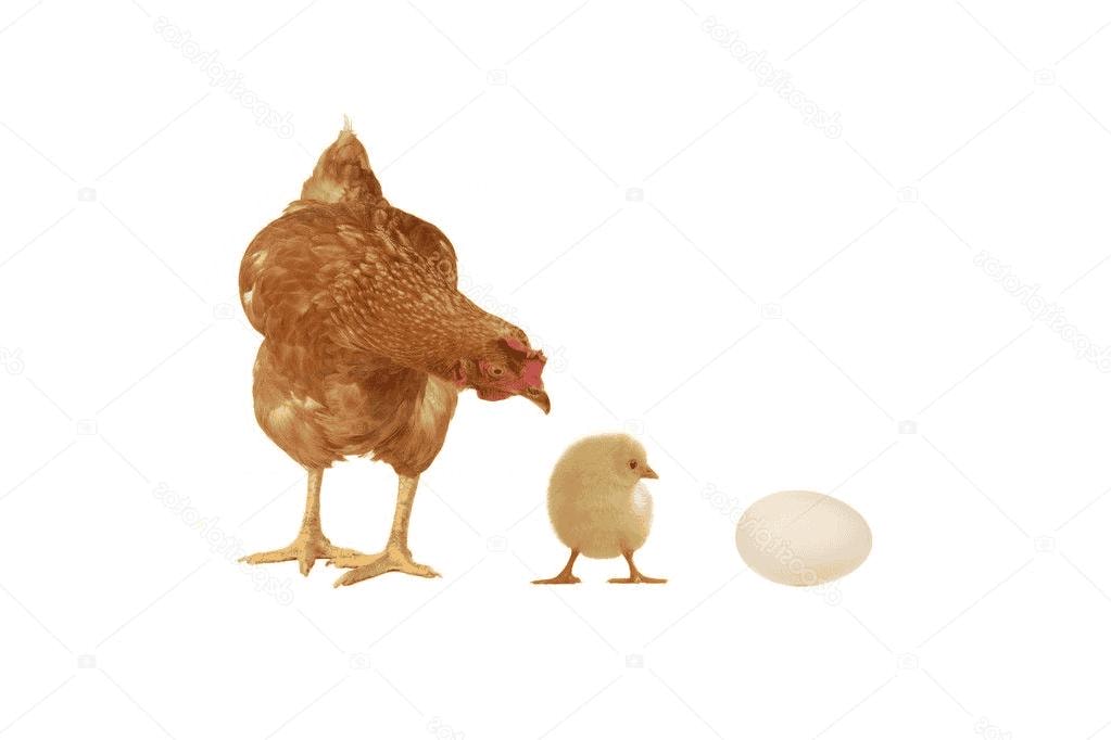 Mơ thấy gà đẻ trứng là điềm lành hay điềm dữ