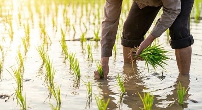 Nông dân tỉ mỉ cấy từng dảnh lúa trên thửa ruộng ngập nước đầu vụ mùa
