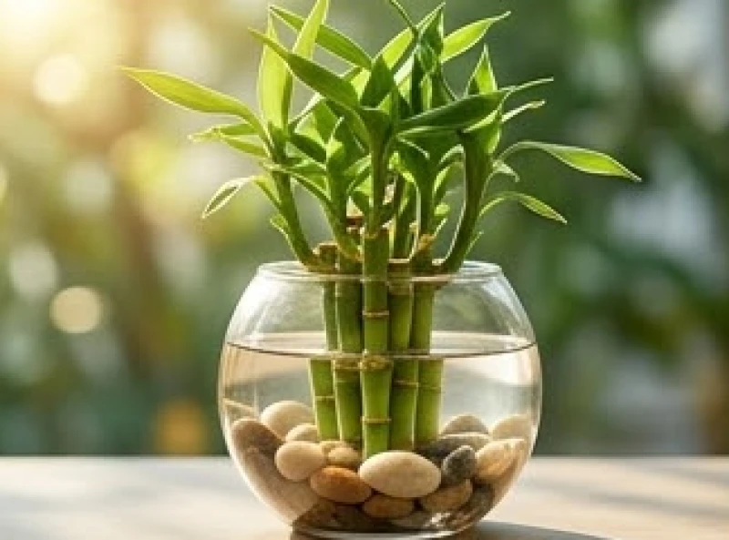 Giờ hoàng đạo hợp tuổi Ngọ: cách tra cứu chuẩn theo từng can chi 9 Cây thủy sinh bonsai nhỏ xanh tươi đặt trong một chiếc bình thủy tinh trong suốt