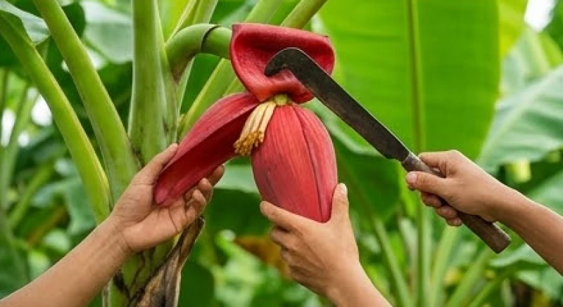 Nằm Mơ Thấy Hoa Chuối Là Điềm Báo Gì? Luận Giải Chi Tiết Cát Hung 5 Một người nông dân đang cẩn thận dùng công cụ để hái hoa chuối trên cây cao xuống