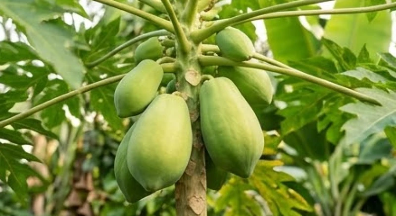 Trái đu đủ xanh nhạt chưa đạt đủ độ chín bám chặt trên thân cây giữa khu vườn vắng lặng