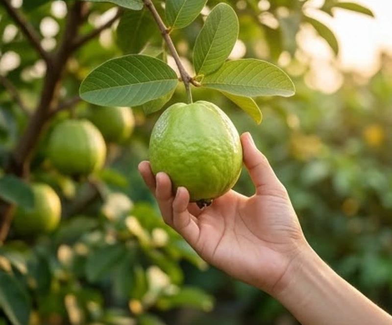 Người vươn tay hái quả ổi tươi trên cành lá xanh tốt, bước đầu tiên để chạm đến thành công khi mơ thấy hái ổi