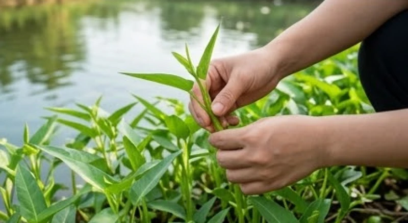 Mơ thấy rau muống: Điềm báo cát hung và con số may mắn 3 Đôi bàn tay nhẹ nhàng hái những ngọn rau muống non mơn mởn mọc ven bờ ao trong vắt
