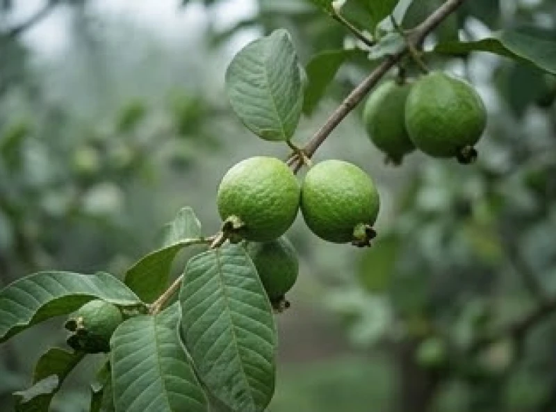Những trái ổi xanh non còn cứng và chua xót nằm đơn độc trên nhánh cây giữa làn sương mù mờ ảo