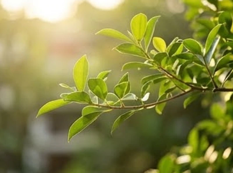 Nhánh cây vươn mình xanh tốt dưới ánh sáng mặt trời, đại diện cho sự cân bằng năng lượng ngũ hành trong tự nhiên