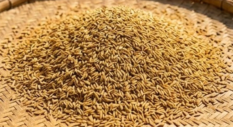 Mơ thấy ruộng lúa điềm tốt hay xấu: Bảng tra số may mắn 7 Những hạt thóc vàng óng ả được phơi khô hoặc đóng bao gọn gàng, biểu thị sự tích lũy tài sản thành công