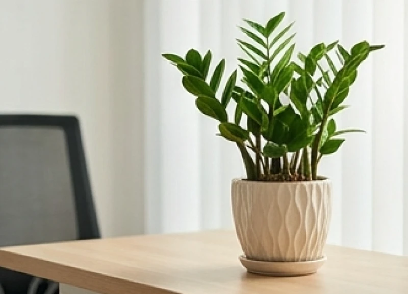 Tuổi Ngọ hợp nghề gì: Bảng tra cứu theo ngũ hành và nam nữ 11 Chậu cây Kim Tiền đặt trên bàn làm việc giúp cân bằng năng lượng phong thủy cho người tuổi Ngọ