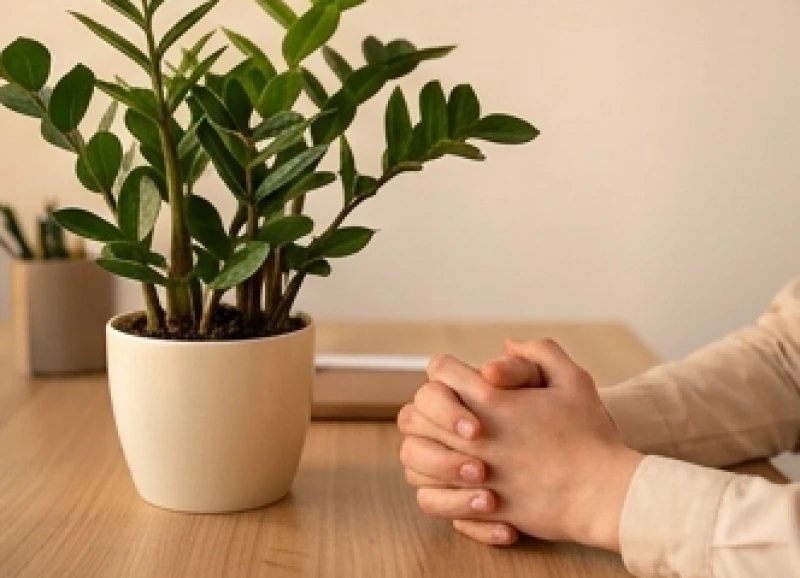 Chậu cây Kim Tiền tán lá tròn đặt ngay góc phải bàn làm việc cạnh một đôi bàn tay đan vào nhau