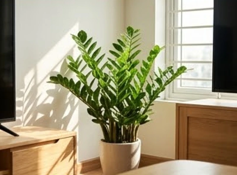 Tuổi Hợi hợp sinh con tuổi gì: Hướng dẫn cho vợ chồng lệch tuổi 8 Chậu cây kim tiền xanh tốt đặt trong phòng khách giúp hóa giải xung khắc mệnh Thủy và Hỏa