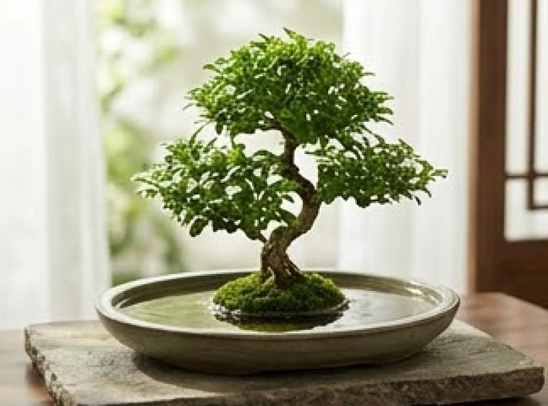 Cây bonsai nhỏ xanh mướt đặt giữa hồ nước thu nhỏ tĩnh lặng giúp cân bằng năng lượng tam hợp