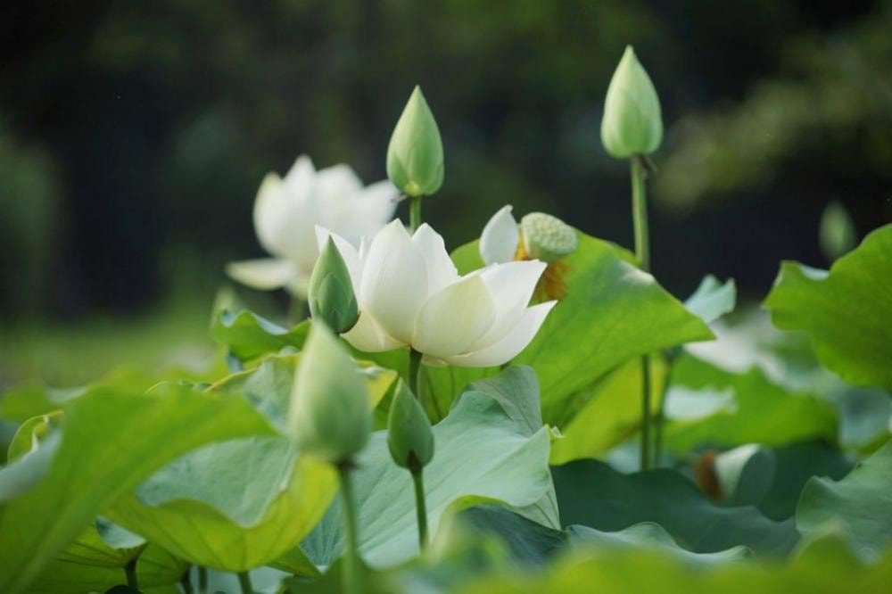 Hoa sen tượng trưng cho 8 đức tính quý báu của nhà Phật.