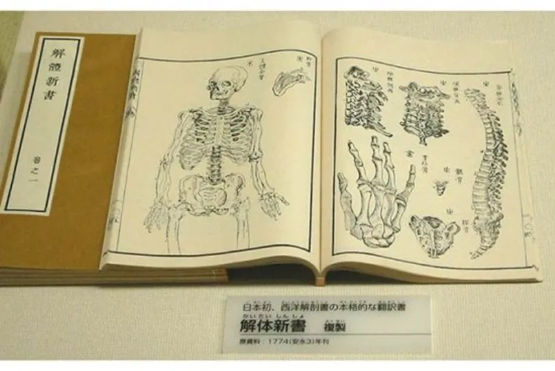 japanese on western anatomy 84b4b81b