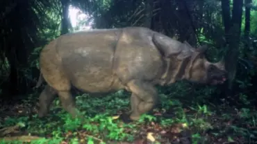 javan rhino wwf adbcd349