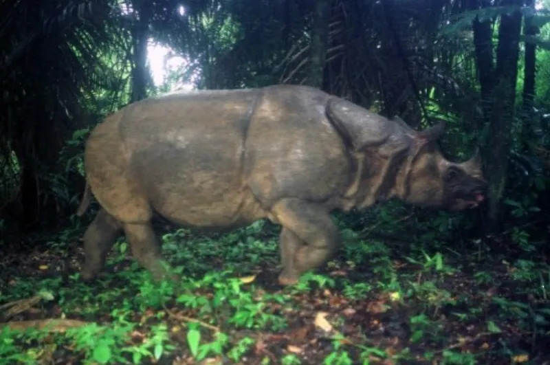 javan rhino wwf adbcd349