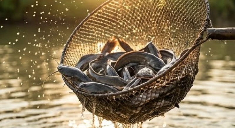 Mẻ lưới đầy ắp những con cá trê đen bóng đang quẫy đạp văng tung tóe những giọt nước lấp lánh