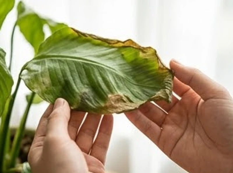 Cây héo lá đột ngột là điềm gì: Giải mã phong thủy và cách sơ cứu 9 Ngón tay vuốt nhẹ dọc theo mép lá cây khô giòn rôm rốp để kiểm tra tình trạng thiếu nước