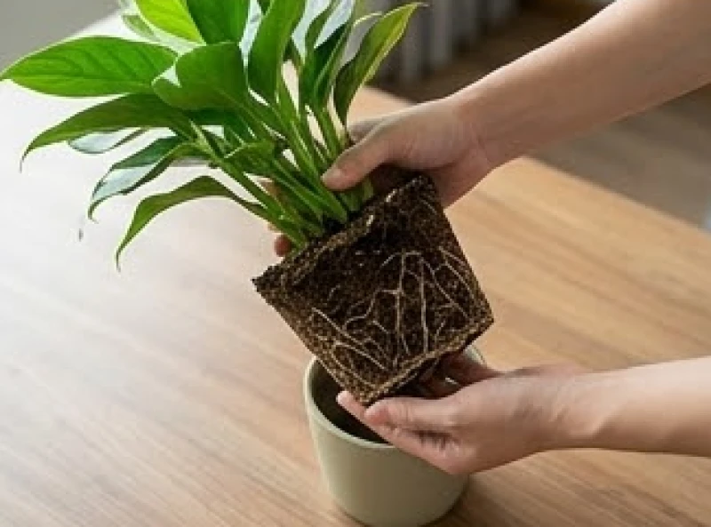 Tuổi Dậu hợp cây gì: Chọn đúng mệnh, hướng đặt và khoảng giá 10 Bầu đất và hệ rễ của chậu cây phong thủy được nhấc nhẹ lên để kiểm tra độ khỏe mạnh trước khi quyết định mua