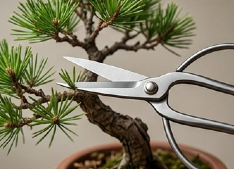 Chiếc kéo kim loại sắc bén đang cắt tỉa cành lá thừa của chậu cây bonsai