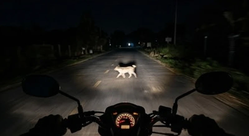Mèo đen băng qua đường là điềm gì: Hướng đi và cách hóa giải 6 Ánh đèn pha xe máy chiếu sáng con đường vắng vẻ ban đêm với một con vật nhỏ đang băng qua