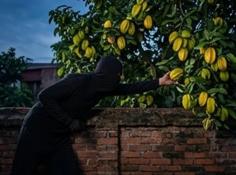 Bóng người mờ ảo đang lén lút vươn tay qua hàng rào gạch cũ kỹ để hái những chùm khế trĩu quả