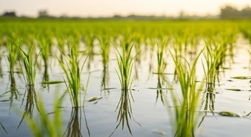 Mơ thấy ruộng lúa điềm tốt hay xấu: Bảng tra số may mắn 5 Những dảnh mạ non xanh mướt vừa được cắm rễ xuống bùn, đại diện cho sự khởi sinh và những dự định mới