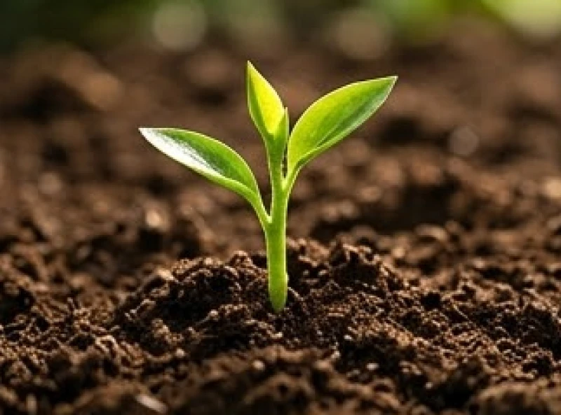 Tuổi Dần năm 2027 có phạm Thái Tuế không: trình tự cúng giải hạn 5 Mầm cây xanh mướt vươn lên mạnh mẽ từ lớp đất nâu đại diện cho thế khắc một chiều giữa hành Mộc và hành Thổ