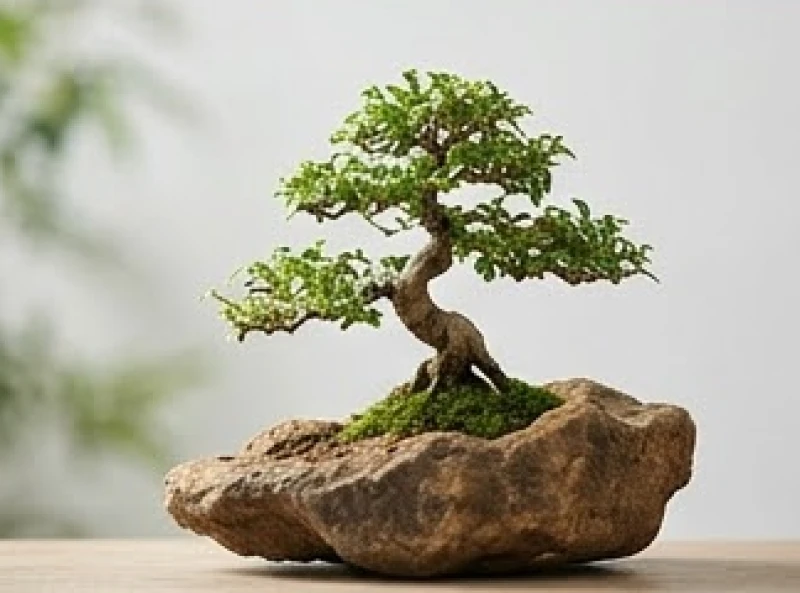 Chậu cây bonsai nhỏ nhắn trồng trên phiến đá tượng trưng cho hành Thổ vững chãi