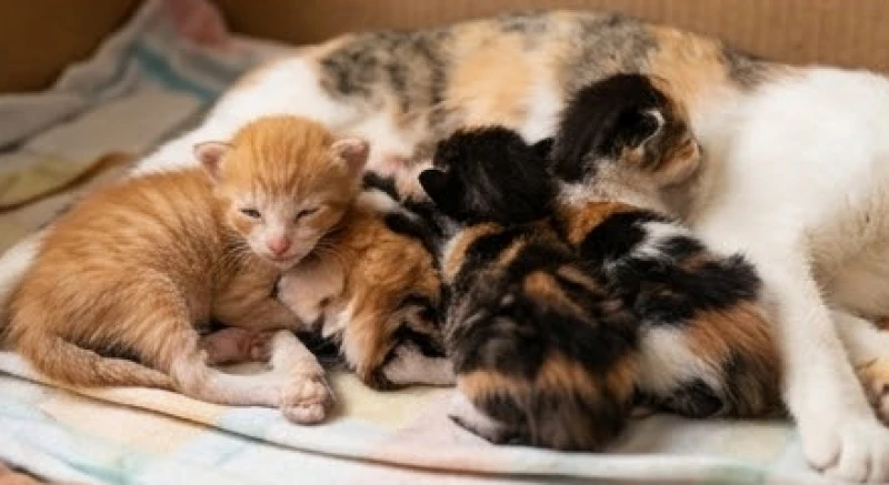 Mèo đẻ trong nhà là điềm gì: Luận giải theo màu lông, số con 4 Đàn mèo con với nhiều màu lông đa dạng như vàng, đen và tam thể nằm sát bên mẹ