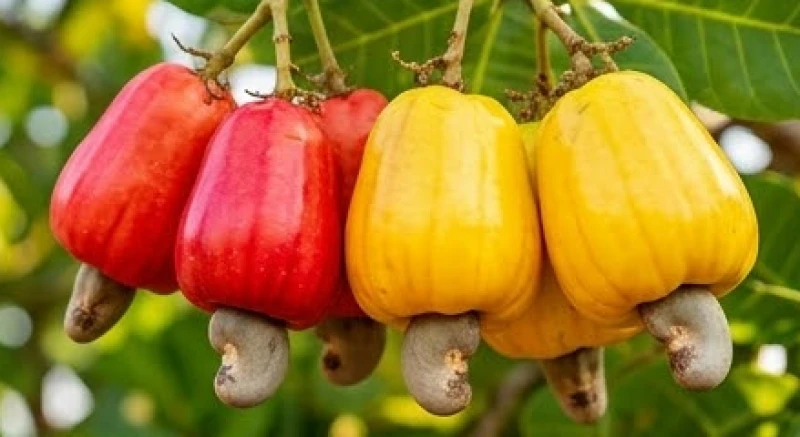 Mơ thấy quả điều: Giải mã điềm báo quả - hạt và con số may mắn 7 Sắc đỏ và vàng óng ả của những quả điều phản ánh năng lượng hưng phấn và tinh thần minh mẫn