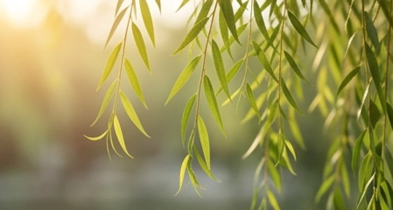 Cành dương liễu rủ mềm mại nhưng tràn đầy sức sống đại diện cho nạp âm Dương Liễu Mộc của nam Quý Mùi