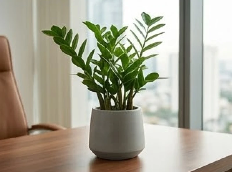 Tuổi Dần nên làm chủ hay làm thuê: Thời điểm vàng rẽ hướng 8 Chậu cây kim tiền phát triển tươi tốt đặt trên bàn làm việc giám đốc mang ý nghĩa phong thủy và sự bền vững