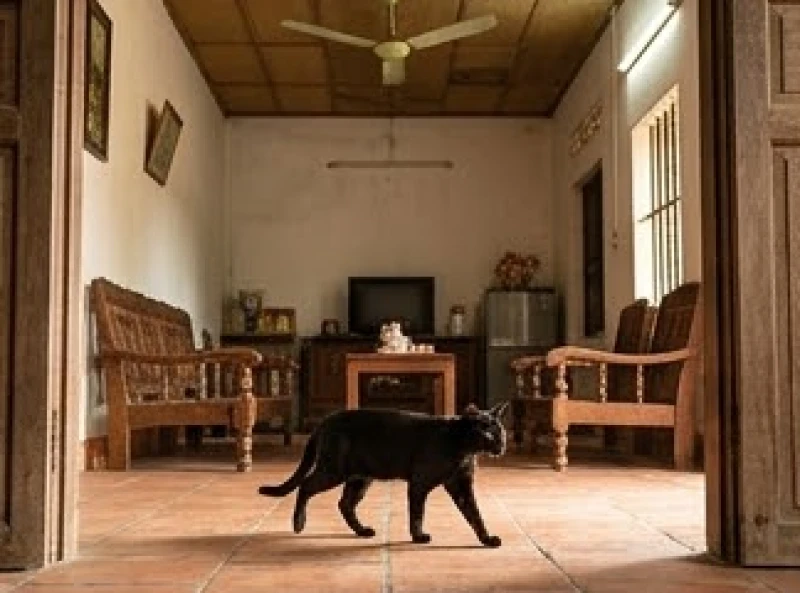 Mèo vào nhà là điềm gì: Giải mã hên xui và cách hóa giải dân gian 1 Mèo hoang bước vào không gian sống mang theo những ý nghĩa phong thủy tốt xấu đan xen