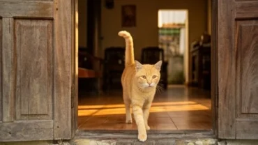 Chú mèo lông vàng rực rỡ bước vào cửa chính nhà ở giúp gia chủ nhận biết mèo vàng vào nhà là điềm gì
