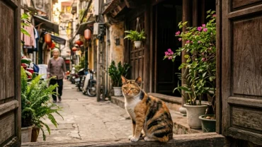 Hình ảnh chú mèo hoang bên thềm nhà cổ Việt Nam giúp lý giải hiện tượng mèo vào nhà kêu là điềm gì