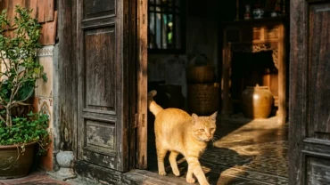 Một chú mèo vàng bước qua bậu cửa gỗ truyền thống Việt Nam giúp giải đáp thắc mắc mèo vào nhà là điềm gì trong phong thủy