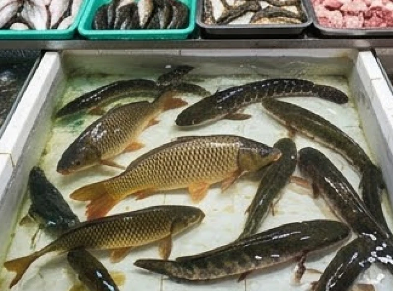 Mơ thấy đi chợ: Giải mã điềm báo tài lộc & bộ số may mắn 3 Sạp bán cá tươi sống với những con cá chép và cá lóc quẫy nước bơi lội khỏe mạnh tại khu chợ