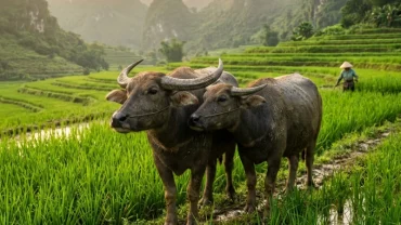 Khung cảnh thanh bình trên đồng lúa Việt Nam minh họa cho ý nghĩa phong thủy khi mơ thấy 2 con trâu