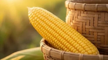 Bắp ngô chín vàng óng ả với những hạt căng mọng đại diện cho điềm báo cát tường khi mơ thấy bắp ngô